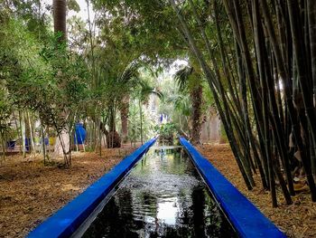 Reflection of palm trees in water