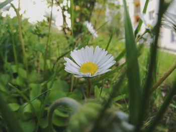 Close-up of white flower blooming outdoors