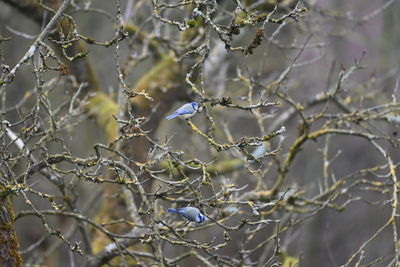 branch