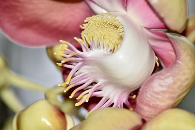 Close-up of pink flower