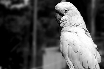 Close-up of parrot perching outdoors