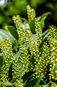 Close-up of fresh green plants