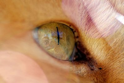 Close-up of cat eye