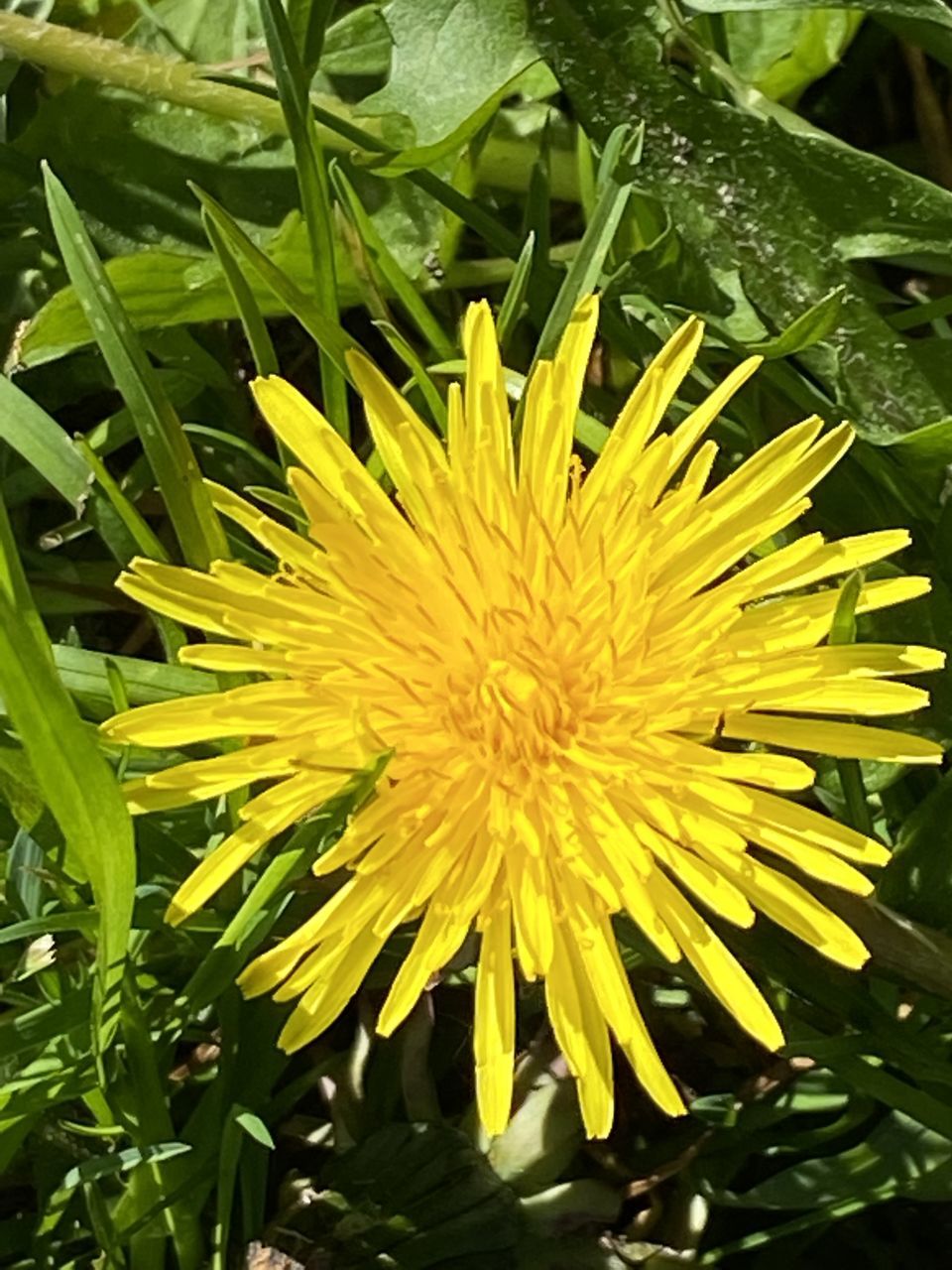 plant, flower, flowering plant, freshness, growth, beauty in nature, yellow, fragility, flower head, inflorescence, nature, close-up, petal, dandelion, green, leaf, plant part, no people, outdoors, springtime, day, botany, macro photography, wildflower