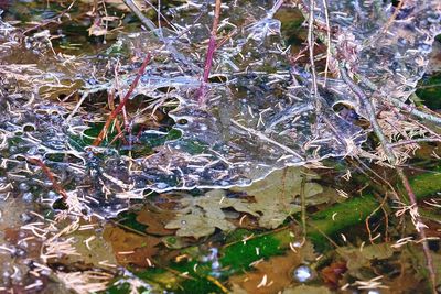 Close-up of wet tree during rainy season