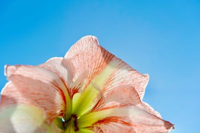 Close-up of blue flower against clear sky