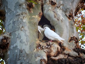 Close-up of birds perching on tree