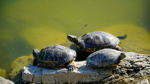 High angle view of turtle in water