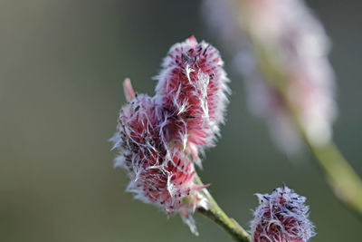 Macro from red catkin willow