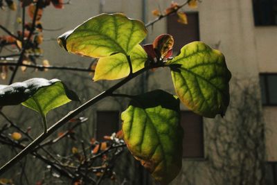 Close-up of leaves on plant