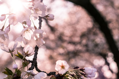 Full frame shot of cherry tree