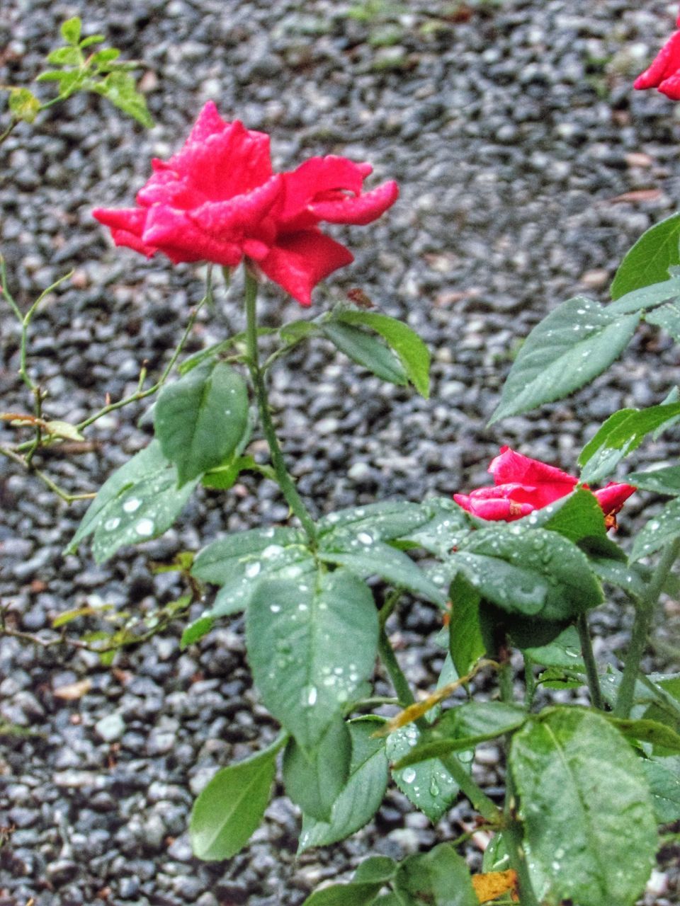 CLOSE-UP OF RED FLOWER BLOOMING IN PLANT