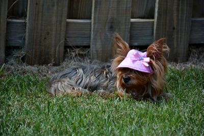 View of a dog relaxing on field