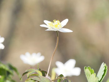Close-up of white flowering plant