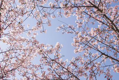 Low angle view of cherry blossoms against sky