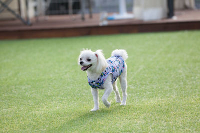 Dog standing in grass