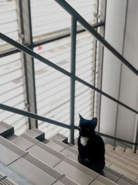 Portrait of black cat sitting on floor