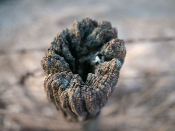 Close-up of dead plant