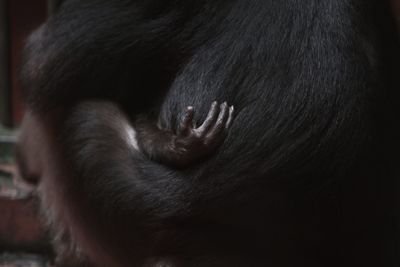 A baby monkey finger