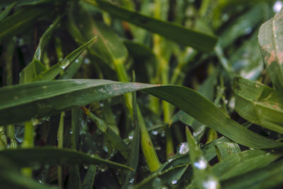 Close up of leaves