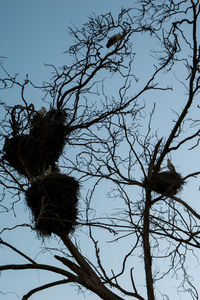 Low angle view of bird on bare tree against sky