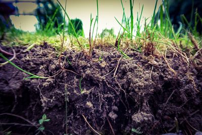 Plants growing on landscape