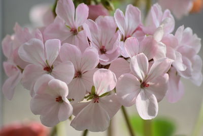 Close-up of pink cherry blossoms