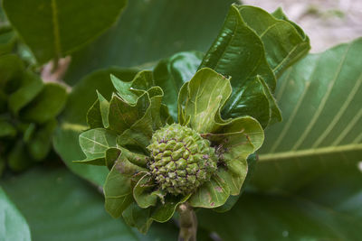 Close-up of green leaves on plant