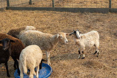 Sheep in a field