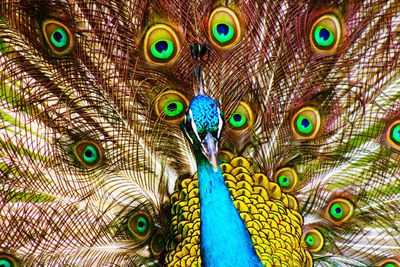 Close-up of peacock