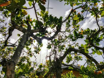 Low angle view of tree