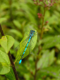 Close-up of insect on leaf