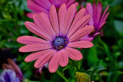 Close-up of pink flower