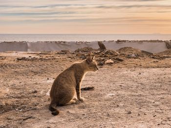 Cat lying down on land against sky during sunset