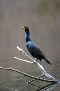 Close view of the common black cormorant perching on a lake