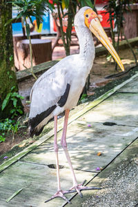 Close-up of bird perching on a plant