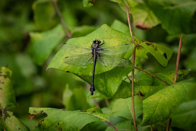 Close-up of insect on leaf