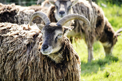 Close-up of sheep on tree trunk