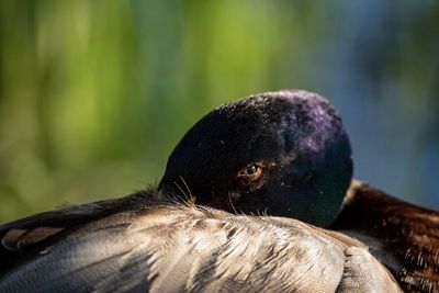 Close-up of a bird