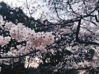 Low angle view of cherry blossoms in spring