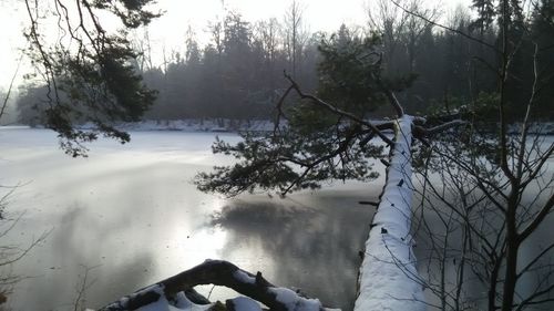 Reflection of bare trees in water