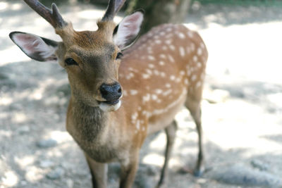 Portrait of deer