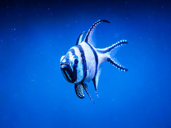 Close-up of fish swimming in sea