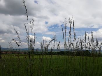 Scenic view of agricultural field against sky