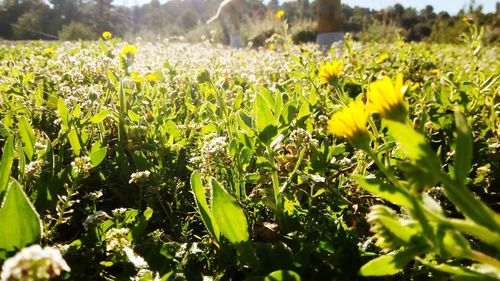 Close-up of yellow flowers growing in field