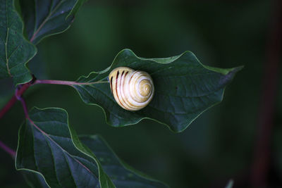 High angle view of snail on leaf