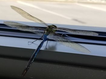 Close-up of dragonfly on metal