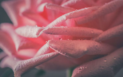 Close-up of red flower