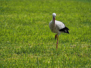 Bird on a field