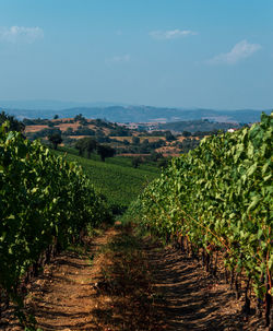 Vineyards agricultural field in tuscany farmlands in italy